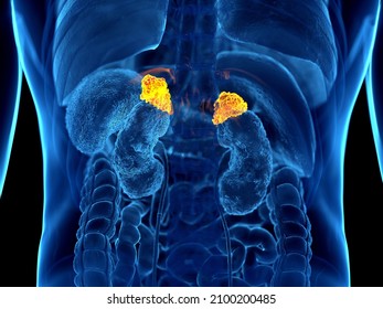 3d rendered illustration of the human adrenal glands