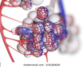 3d rendered illustration of the human alveoli