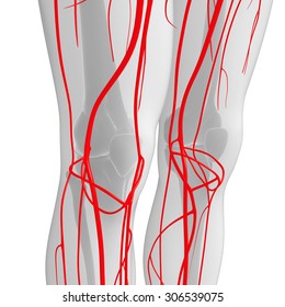 3d Rendered Illustration Human Arterial System Stock Illustration ...