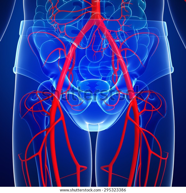 3d Rendered Illustration Human Arterial System Stock Illustration ...