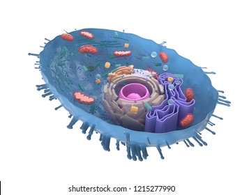 3d Rendered Illustration Human Cell Crosssection Stock Illustration ...