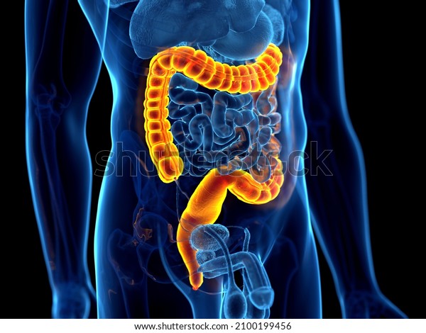 3d rendered\
illustration of the human\
colon