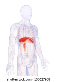 3d rendered illustration of the human diaphragm