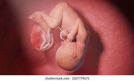 3d rendered illustration of a human fetus - week 35