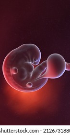 169 Fetus 6 Weeks Images, Stock Photos & Vectors | Shutterstock