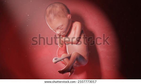 3d Rendered Illustration Human Fetus Week Stock Illustration 2107773017