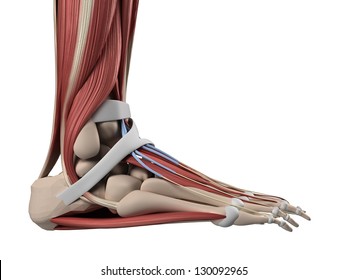 3d rendered illustration of the human foot