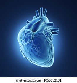 3d Rendered Illustration Of A Human Heart Xray.