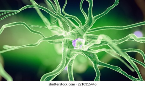 3d Rendered Illustration Of A Human Nerve Cell