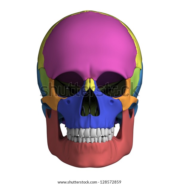 3d Rendered Illustration Human Skull Anatomy Stock Illustration 128572859