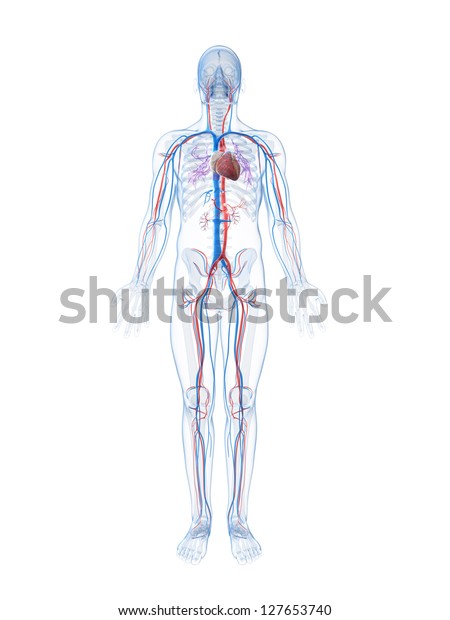 3d Rendered Illustration Human Vascular System Stock Illustration ...