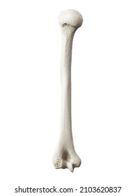 3d rendered illustration of the humerus