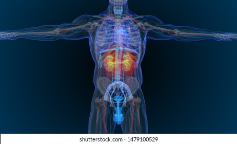 3d rendered illustration of  kidney disease 3D illustration