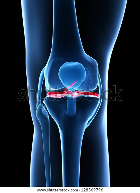 3d Rendered Illustration Knee Anatomy Stock Illustration 128569796
