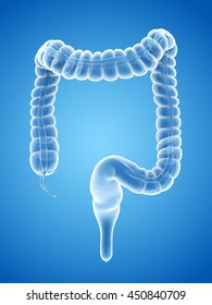 3d Rendered Illustration Of The Large Intestine