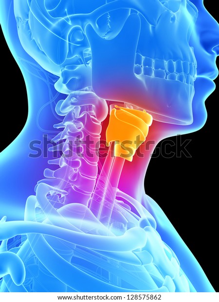 3d rendered illustration -\
larynx
