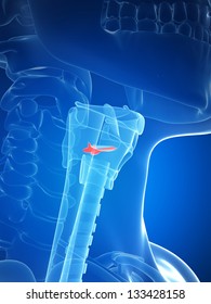 3d Rendered Illustration Of The Larynx Anatomy - Vocal Chords