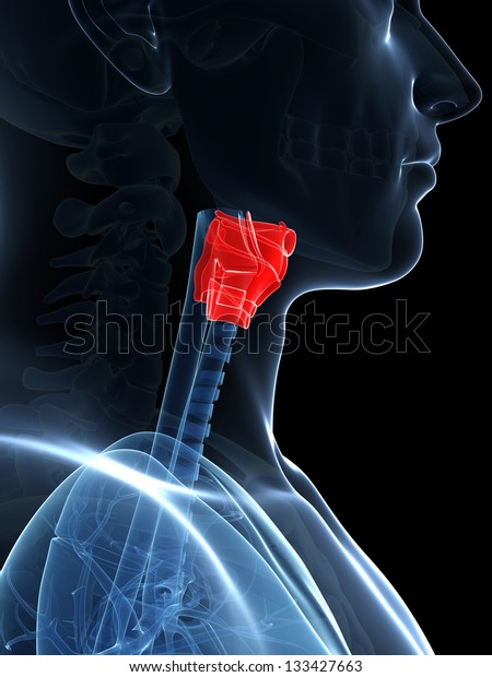 3d Rendered Illustration Larynx Anatomy Stock Illustration 133427663