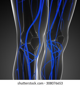 2,539 Leg vein anatomy Images, Stock Photos & Vectors | Shutterstock