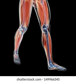 3d Rendered Illustration Of The Leg Muscles