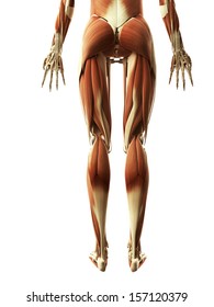 3d Rendered Illustration Of The Leg Muscles