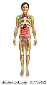 3d Rendered Illustration Female Digestive System Stock Illustration 