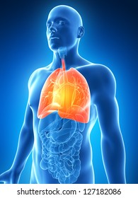 3d Rendered Illustration Of A Male Lung