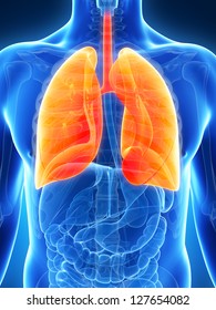 3d Rendered Illustration Of The Male Lung