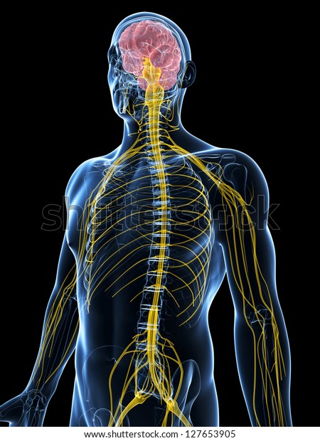 3d Rendered Illustration Male Nerve System Stock Illustration 127653905