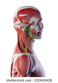 3d rendered illustration of a mans anatomy of the head and neck