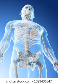 3d Rendered Illustration Of A Mans Upper Body Skeleton