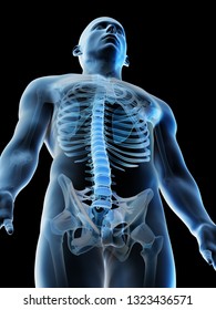 3d Rendered Illustration Of A Mans Upper Body Skeleton