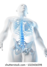 3d Rendered Illustration Of A Mans Upper Body Skeleton