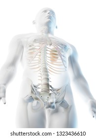 3d Rendered Illustration Of A Mans Upper Body Skeleton