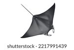 3d rendered illustration of a manta ray