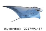 3d rendered illustration of a manta ray