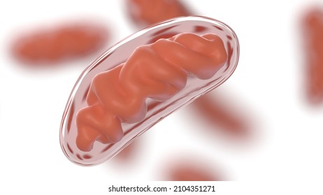 3d Rendered Illustration Of Mitochondria