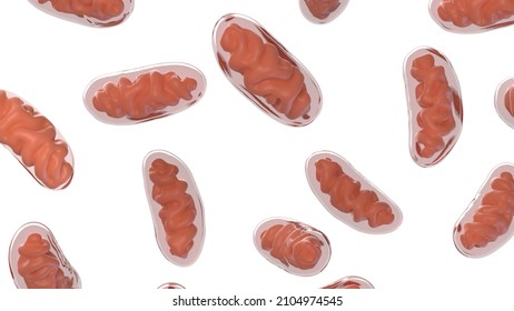 3d rendered illustration of mitochondria
