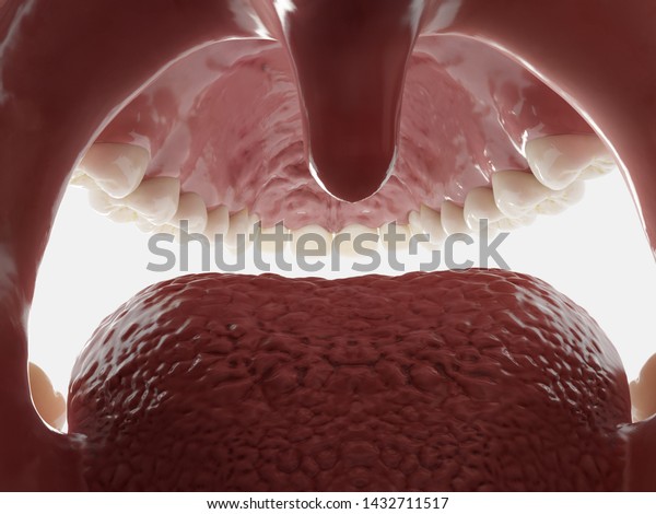 3d\
rendered illustration of the mouth from\
inside