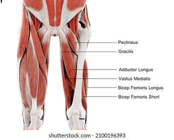 23 Short adductor muscle Images, Stock Photos & Vectors | Shutterstock