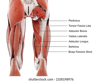 3d rendered illustration of muscles of the upper leg