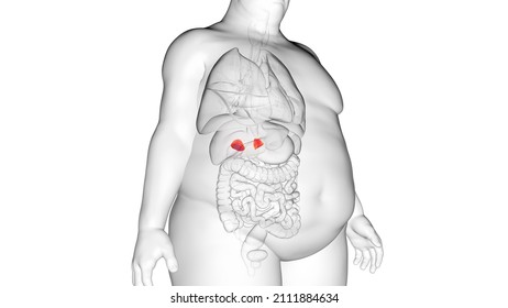 3d rendered illustration of an obese mans adrenal glands