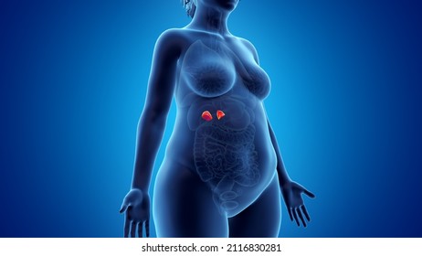 3d rendered illustration of an obese womans adrenal glands