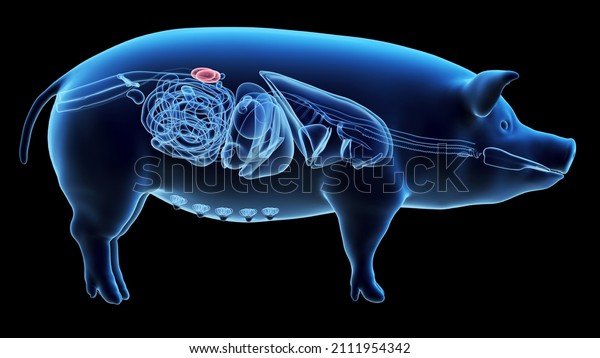 3d rendered illustration of the porcine anatomy -\
the kidneys