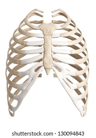 3d rendered illustration of the rib cage