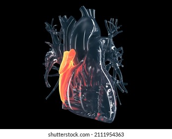 3d Rendered Illustration Of The Right Atrium