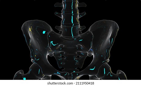 3d rendered illustration of the sacroiliac joint