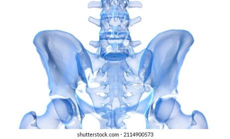 3d rendered illustration of a sacroiliac joint