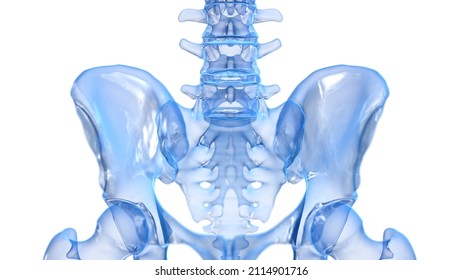 3d rendered illustration of the sacroiliac joint