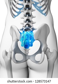 3d Rendered Illustration - Sacrum